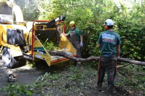 tree services Port St. Joe